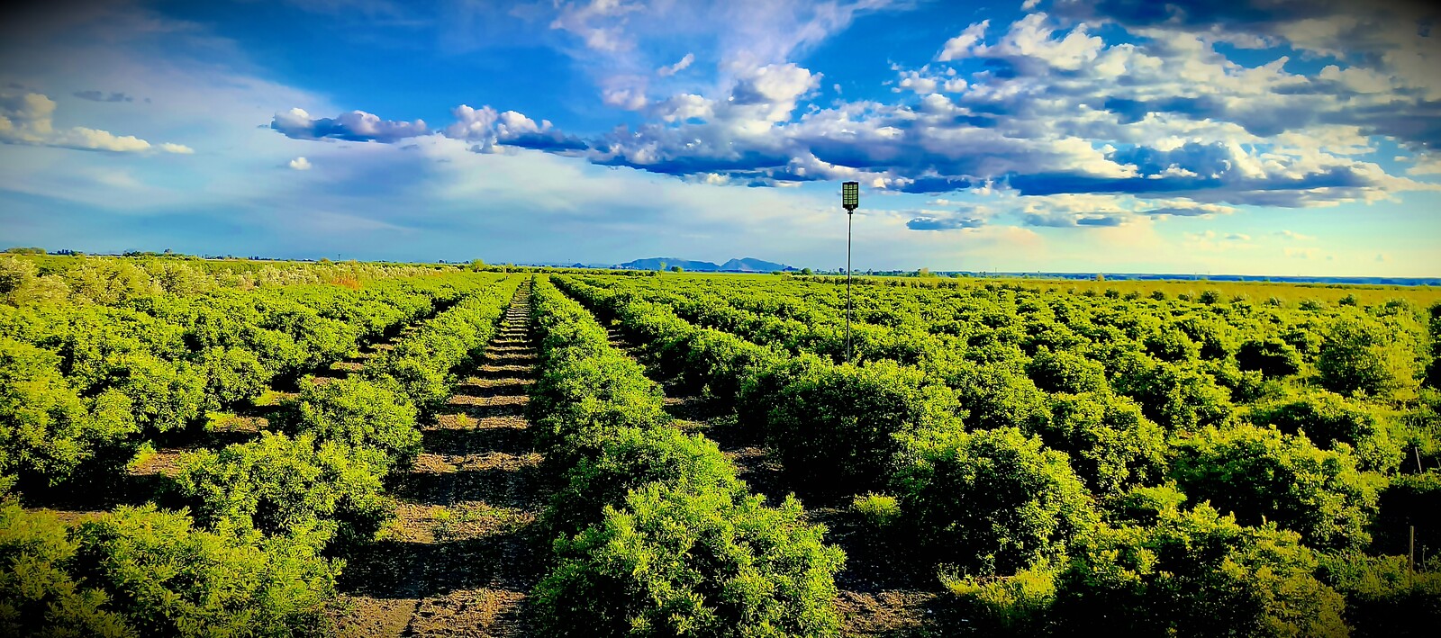 Mandalin bahçesinde sıralanmış ağaçlar ve açık gökyüzü