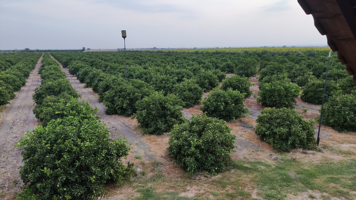 Taş ev yanından uzanan mandalin bahçesi
